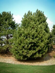 Сосна Чёрная (Pinus Nigra) купить по цене от 270.00р. в интернет-магазине «Посадика» с доставкой почтой в в Донецке и по всей России – [изображение №1].