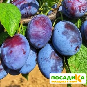 Слива Чачакская ранняя купить по цене от 229.00р. в интернет-магазине «Посадика» с доставкой почтой в в Донецке и по всей России – [изображение №1].