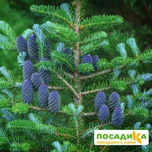 Пихта корейская (Abies koreana) купить по цене от 450.00р. в интернет-магазине «Посадика» с доставкой почтой в в Донецке и по всей России – [изображение №1].