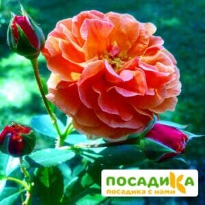 Роза Арабия купить по цене от 350.00р. в интернет-магазине «Посадика» с доставкой почтой в в Донецке и по всей России – [изображение №1].