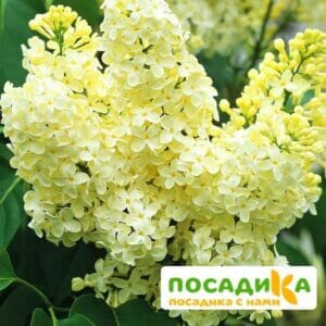 Сирень Примроуз (Primrose) купить по цене от 529.00р. в интернет-магазине «Посадика» с доставкой почтой в в Донецке и по всей России – [изображение №1].