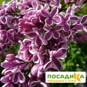 Сирень Сенсация купить по цене от 529.00р. в интернет-магазине «Посадика» с доставкой почтой в в Донецке и по всей России – [изображение №1].