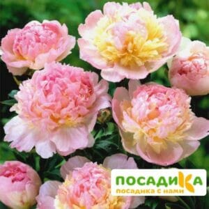 Пион Распберри Сандей (Paeonia Raspberry Sundae) купить по цене от 959р. в интернет-магазине «Посадика» с доставкой почтой в в Донецке и по всей России – [изображение №1].