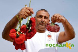 Клубника Гигант Джорнея купить по цене от 266р. в интернет-магазине «Посадика» с доставкой почтой в в Донецке и по всей России – [изображение №1].