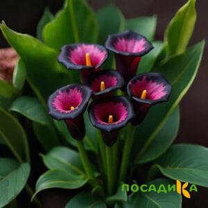 Калла Аура Лейс купить по цене от 400р. в интернет-магазине «Посадика» с доставкой почтой в в Донецке и по всей России – [изображение №1].