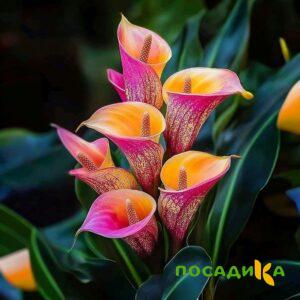 Калла Оникс купить по цене от 450р. в интернет-магазине «Посадика» с доставкой почтой в в Донецке и по всей России – [изображение №1].