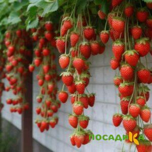 Клубника вьющаяся Комплимент купить по цене от 470р. в интернет-магазине «Посадика» с доставкой почтой в в Донецке и по всей России – [изображение №1].