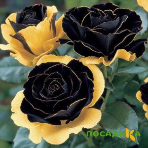 Роза Ханни Сикл купить по цене от 700р. в интернет-магазине «Посадика» с доставкой почтой в в Донецке и по всей России – [изображение №1].