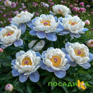 Пион акварельный Этюд купить по цене от 806р. в интернет-магазине «Посадика» с доставкой почтой в в Донецке и по всей России – [изображение №1].