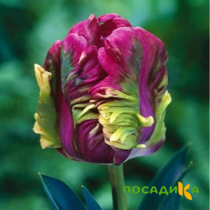 Тюльпан Экзотик Хэвен купить по цене от 186р. в интернет-магазине «Посадика» с доставкой почтой в в Донецке и по всей России – [изображение №1].
