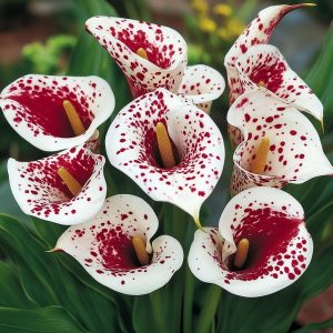 Калла Эмпайр купить по цене от 302р. в интернет-магазине «Посадика» с доставкой почтой в в Донецке и по всей России – [изображение №1].