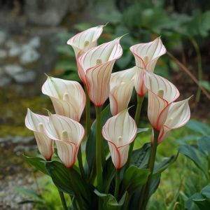 Калла Глейшер купить по цене от 299р. в интернет-магазине «Посадика» с доставкой почтой в в Донецке и по всей России – [изображение №1].