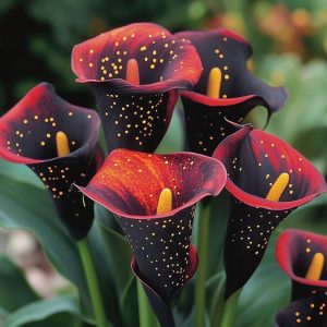 Калла Нуар купить по цене от 299р. в интернет-магазине «Посадика» с доставкой почтой в в Донецке и по всей России – [изображение №1].