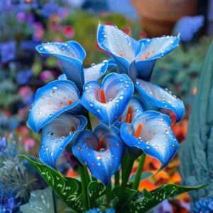 Калла Портрейт купить по цене от 292р. в интернет-магазине «Посадика» с доставкой почтой в в Донецке и по всей России – [изображение №1].