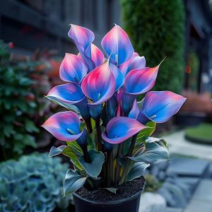 Калла Импрессия купить по цене от 590р. в интернет-магазине «Посадика» с доставкой почтой в в Донецке и по всей России – [изображение №1].