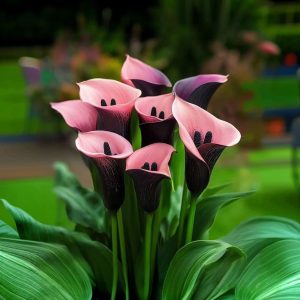 Калла Энигма купить по цене от 291р. в интернет-магазине «Посадика» с доставкой почтой в в Донецке и по всей России – [изображение №1].