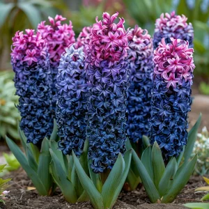 Гиацинт Блю Спринг купить по цене от 2099р. в интернет-магазине «Посадика» с доставкой почтой в в Донецке и по всей России – [изображение №1].