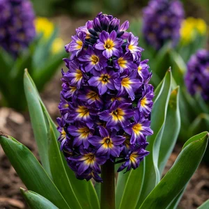 Гиацинт Вельвет Колор купить по цене от 2099р. в интернет-магазине «Посадика» с доставкой почтой в в Донецке и по всей России – [изображение №1].