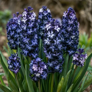 Гиацинт Блум Клауд купить по цене от 2099р. в интернет-магазине «Посадика» с доставкой почтой в в Донецке и по всей России – [изображение №1].