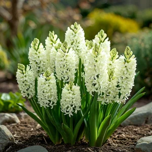 Гиацинт Дрим Трейл купить по цене от 2099р. в интернет-магазине «Посадика» с доставкой почтой в в Донецке и по всей России – [изображение №1].